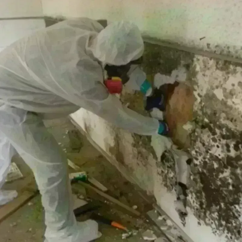 Mold Remediation and Removal in Moyock, NC